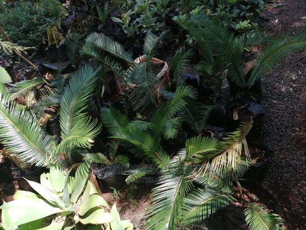 Palm Trees - thumbnail 2