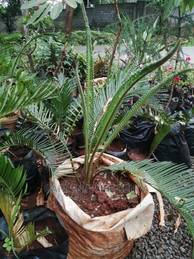 Palm Trees - thumbnail 7
