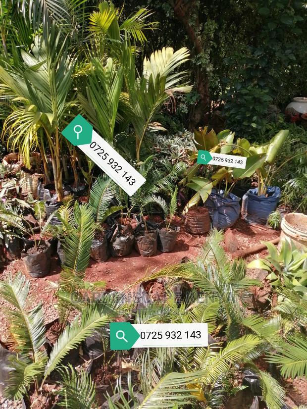 Palm Trees - thumbnail 6