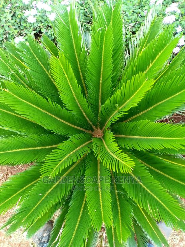 Palm Trees - thumbnail 12