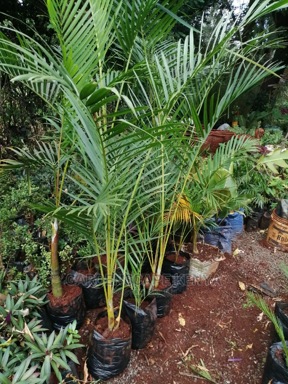 Palm Trees