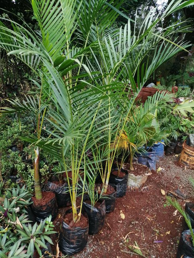 Palm Trees - thumbnail 11