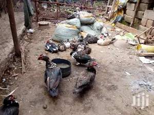 Mature Ducks For Sale