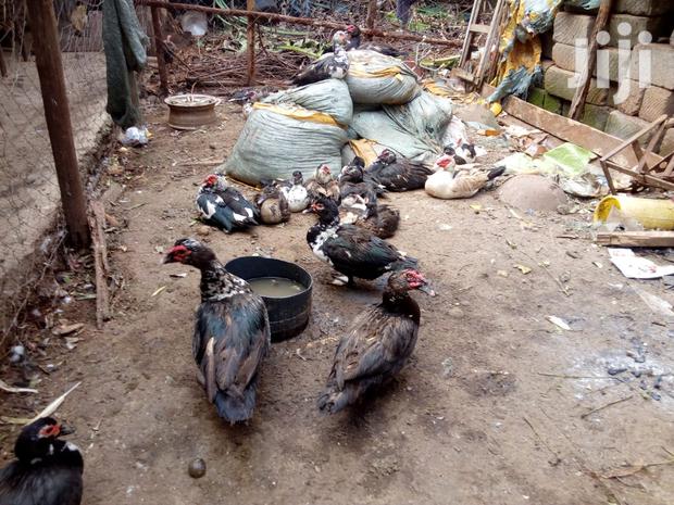 Mature Ducks For Sale