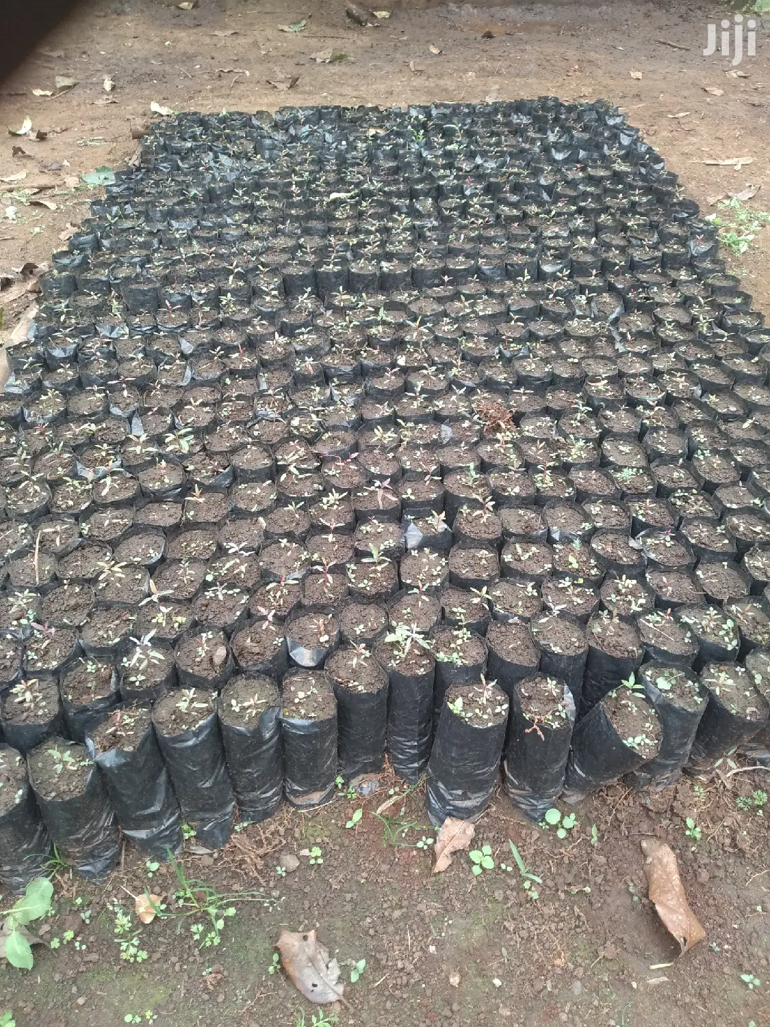 Seedling Bags For Tree Seedlings