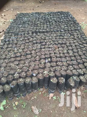 Seedling Bags For Tree Seedlings