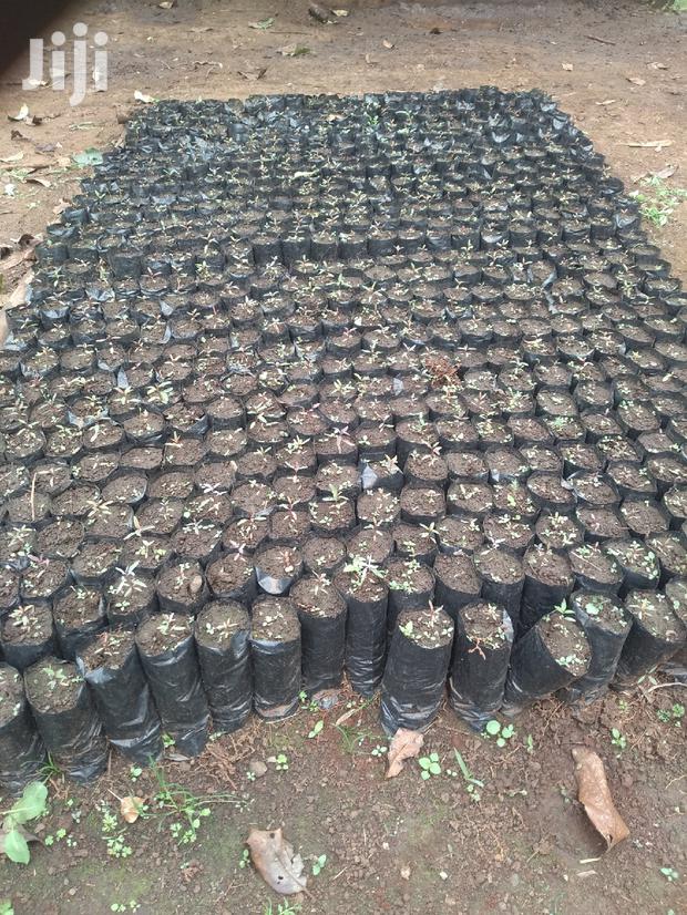 Seedling Bags For Tree Seedlings - main view