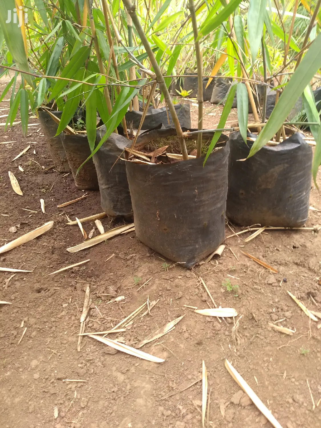 Bamboo Planting Bags