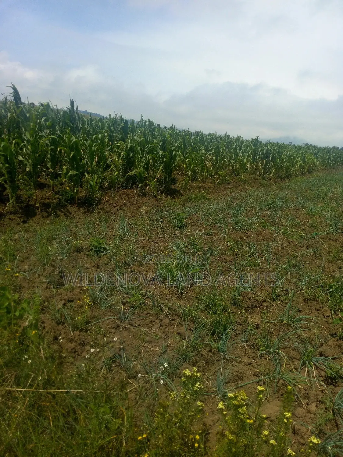 2 Acre on Sale at Munyu Naivasha