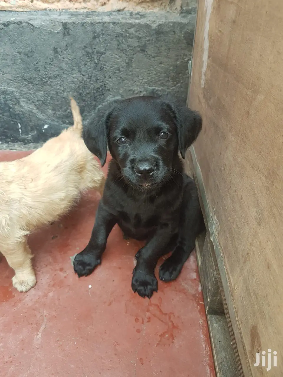 Baby Male Purebred Labrador Retriever