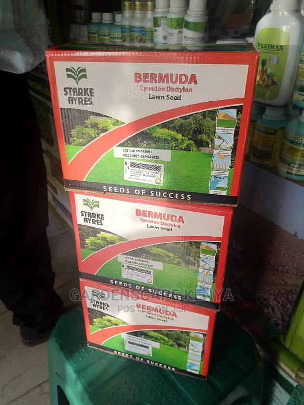 Bermuda Grass Seeds. - thumbnail 2