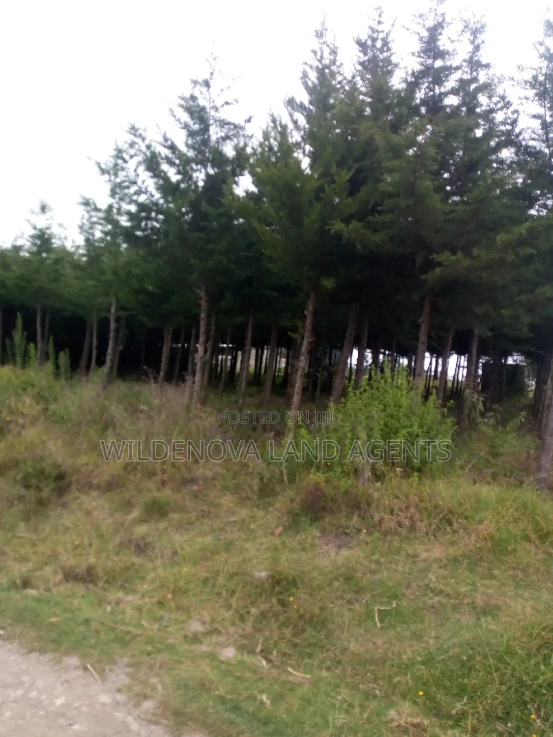 50*100 Plot On Sale At Kinungi Naivasha