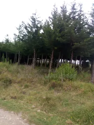 50*100 Plot On Sale At Kinungi Naivasha