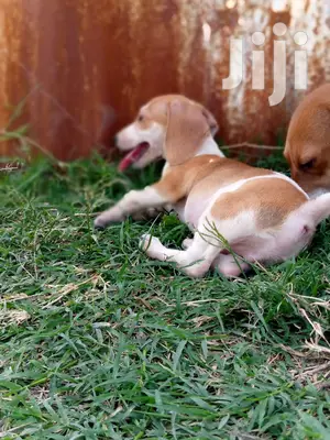 Young Male Purebred Dachshund
