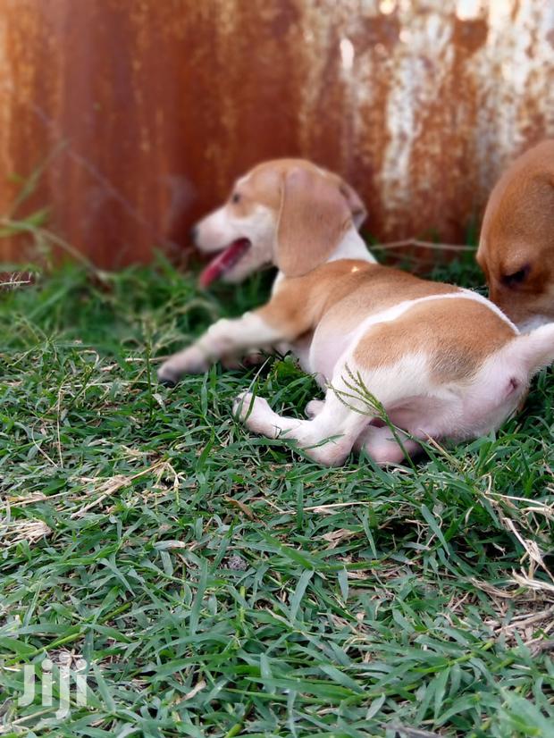 Young Male Purebred Dachshund - thumbnail 2