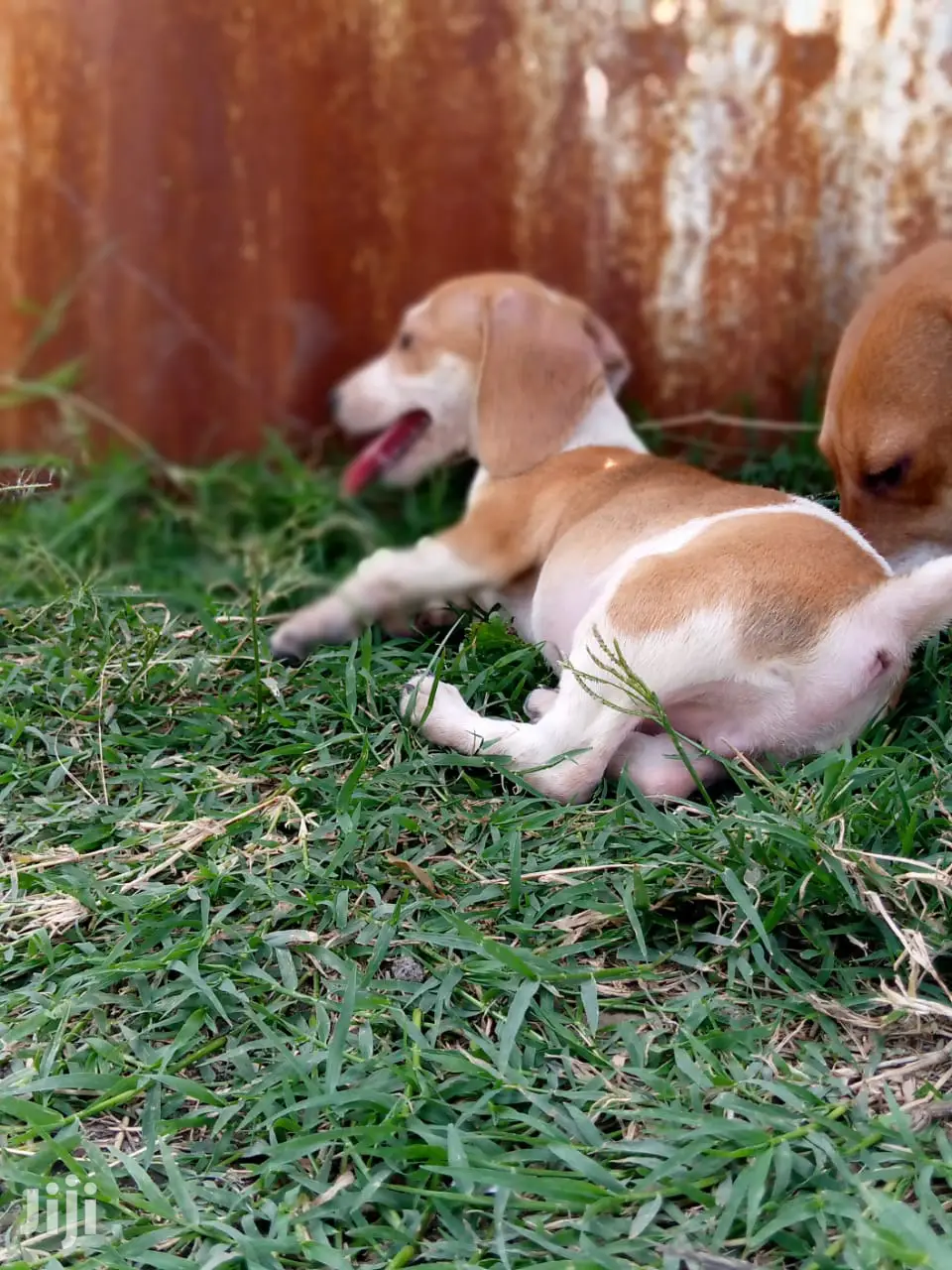 Young Male Purebred Dachshund