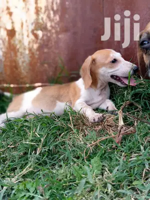 Young Male Purebred Dachshund