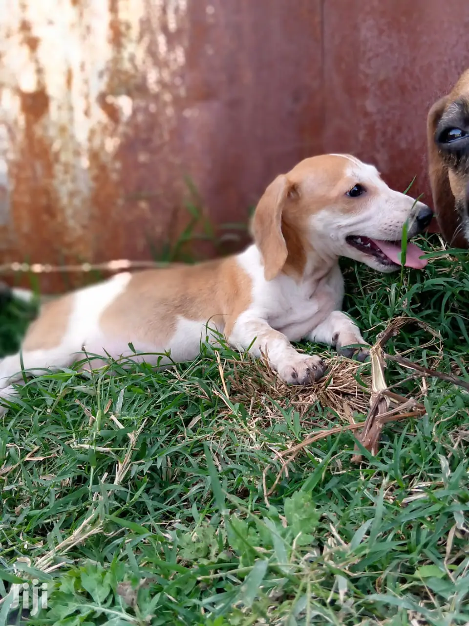 Young Male Purebred Dachshund