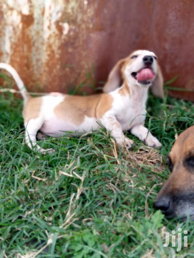 Young Male Purebred Dachshund