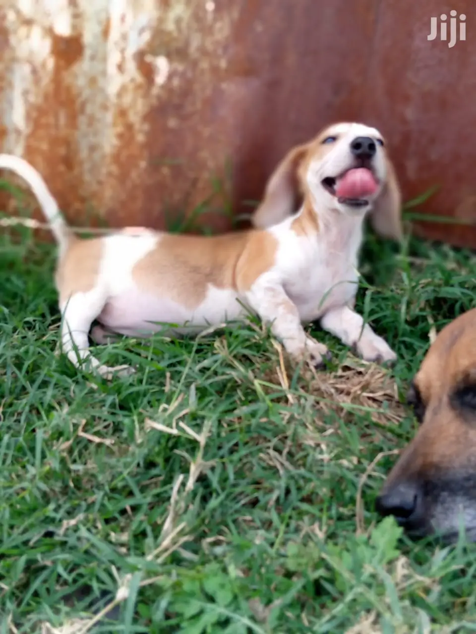Young Male Purebred Dachshund