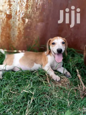 Young Male Purebred Dachshund