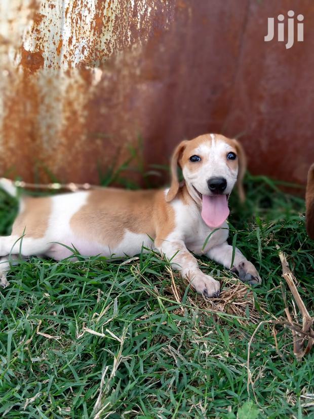 Young Male Purebred Dachshund - thumbnail 4