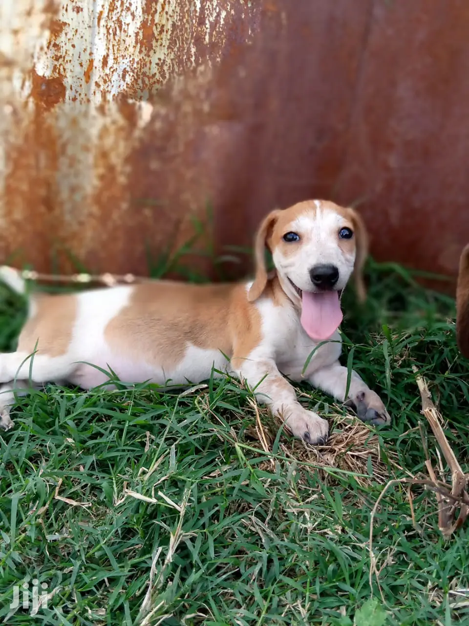 Young Male Purebred Dachshund