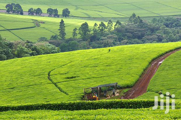 Kericho Tea Farms,110,000,50,000 Acres.4.5m P.A