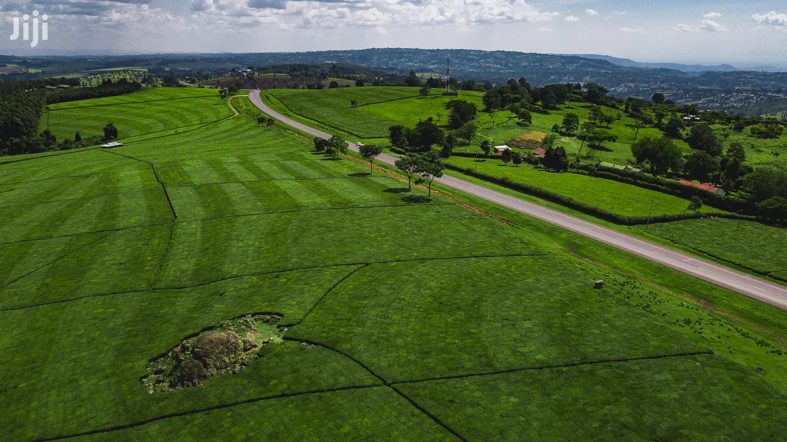 Kericho Tea Farms,110,000,50,000 Acres.4.5m P.A