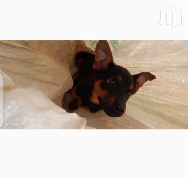 Young Male Mixed Breed Rottweiler - thumbnail 3