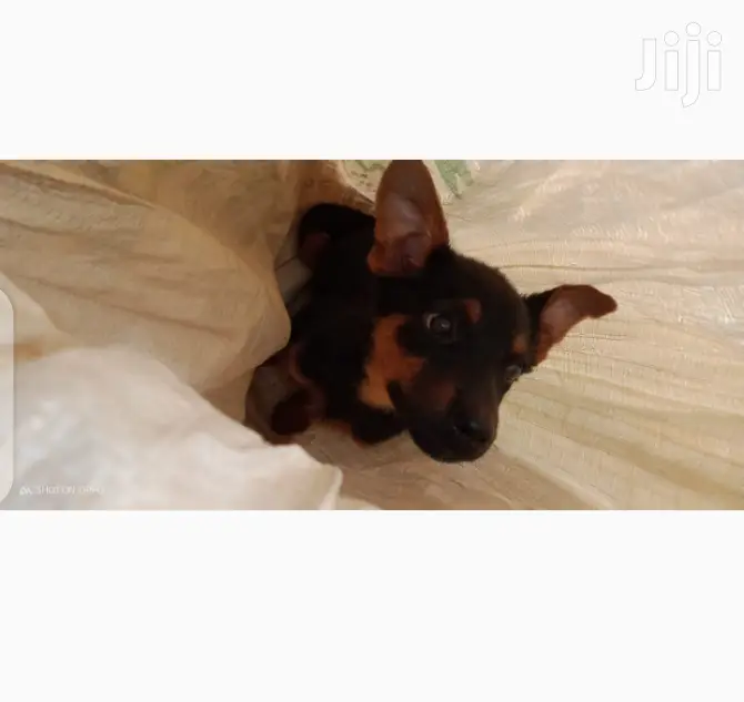 Young Male Mixed Breed Rottweiler