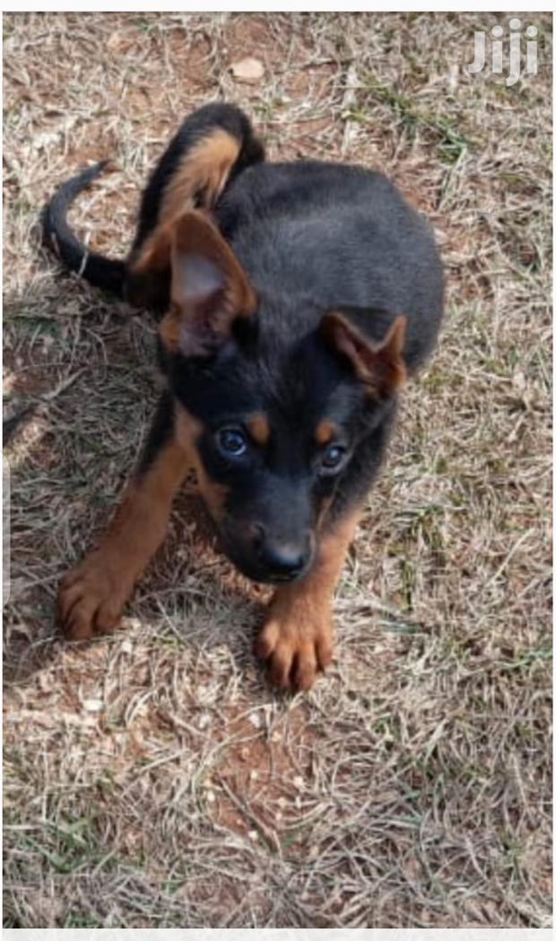 Young Male Mixed Breed Rottweiler - main view