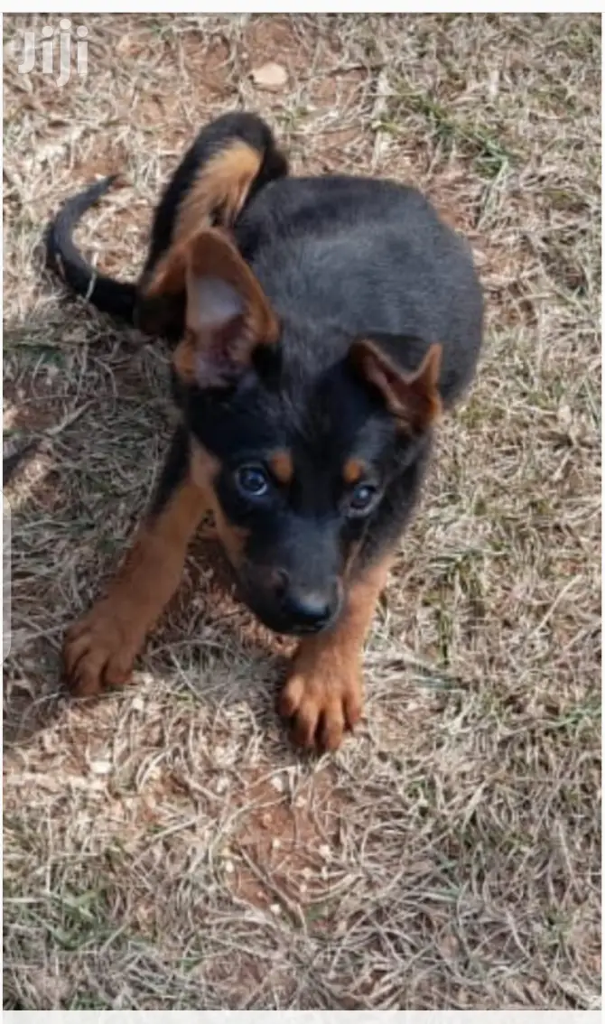 Young Male Mixed Breed Rottweiler