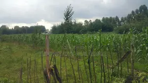 Several Plots Kapseret 1/4
