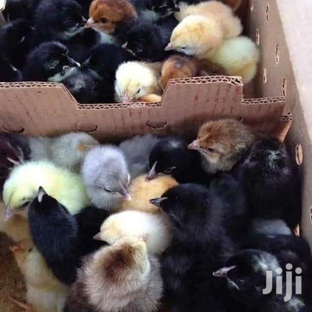 Kuroiller F1 - main view