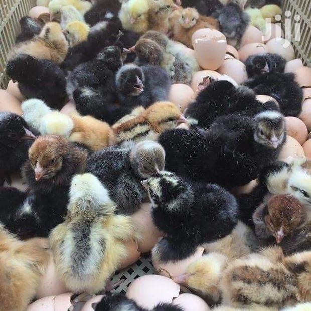 Kuroiller F1 - thumbnail 3