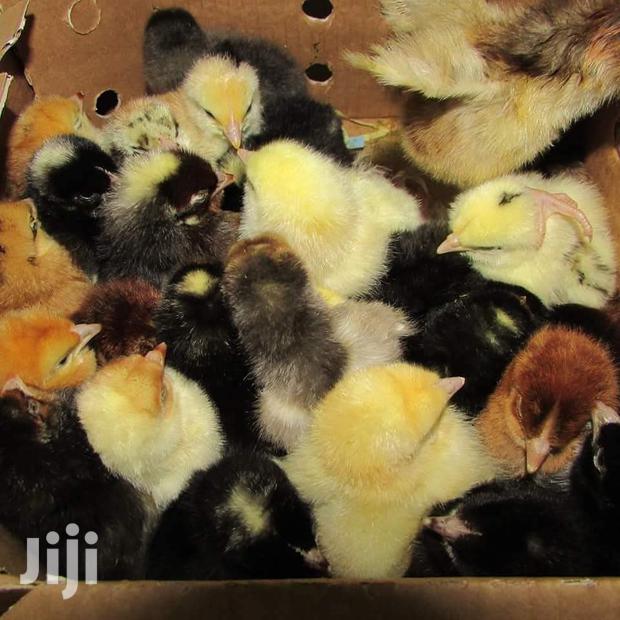 Kuroiller F1 - thumbnail 4