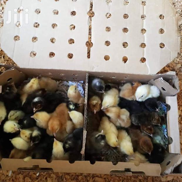 Kuroiller F1 - thumbnail 5