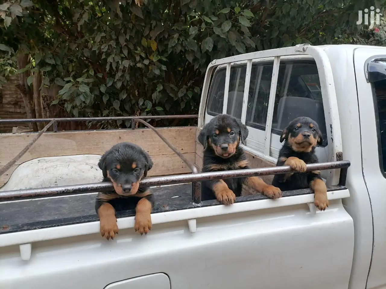 Baby Female Purebred Rottweiler