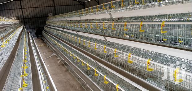 Poultry Chicken Cage