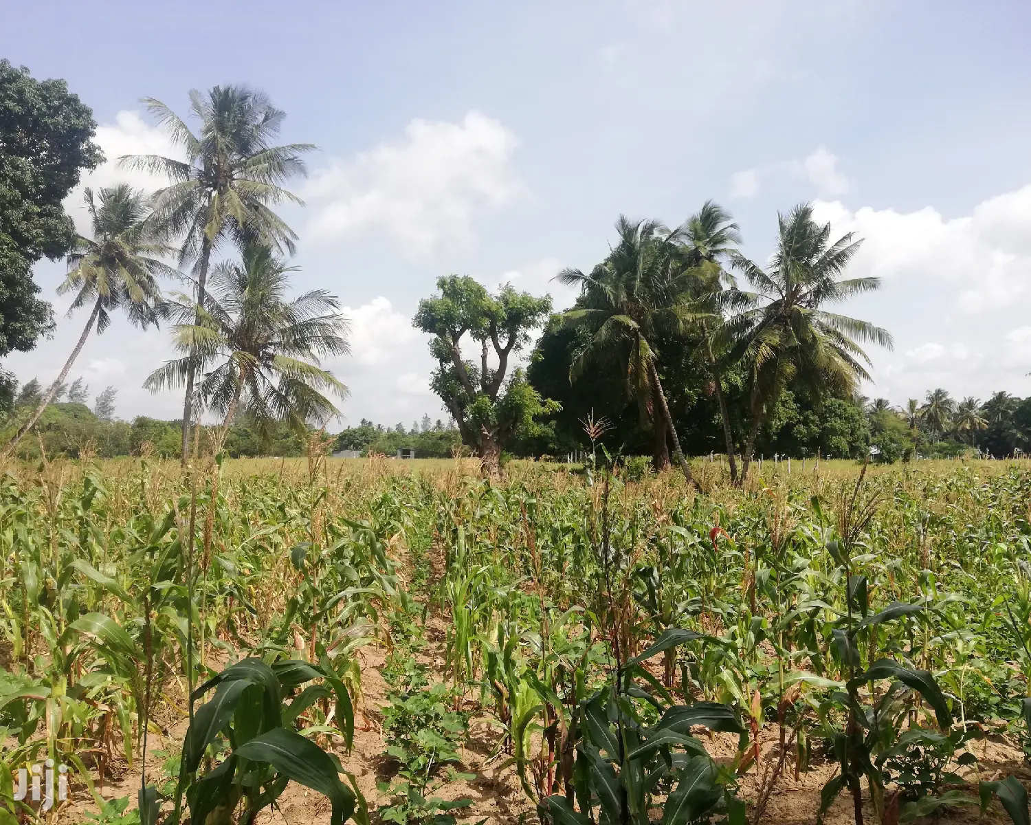 2 Acre Land For Sale