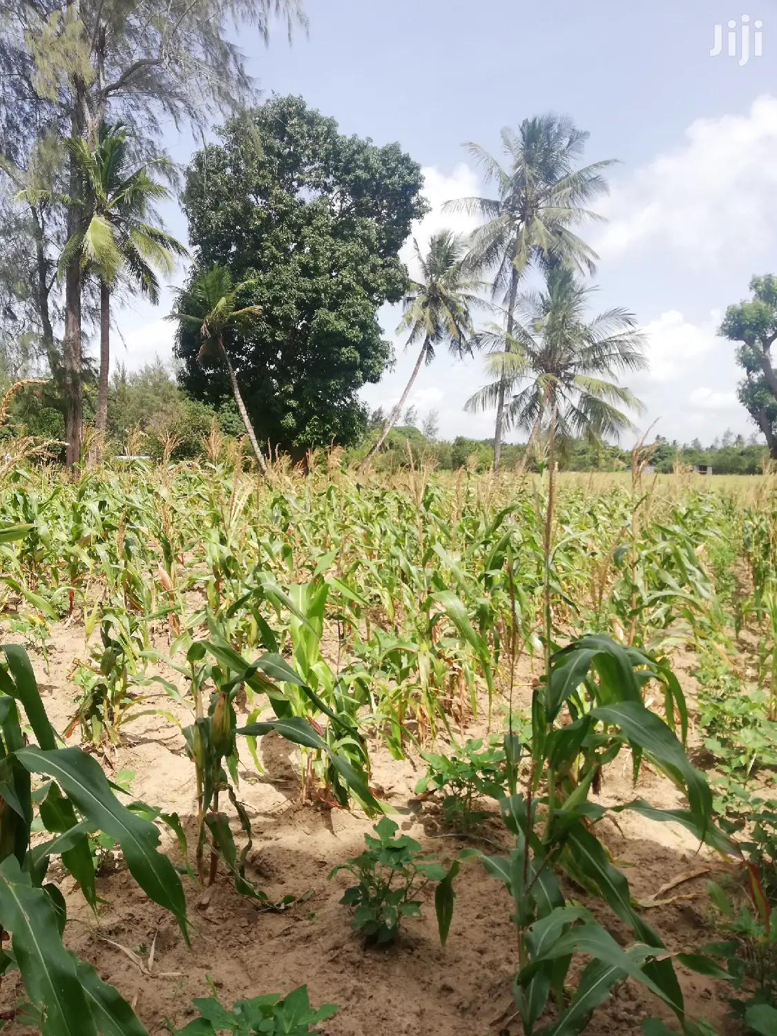 2 Acre Land For Sale