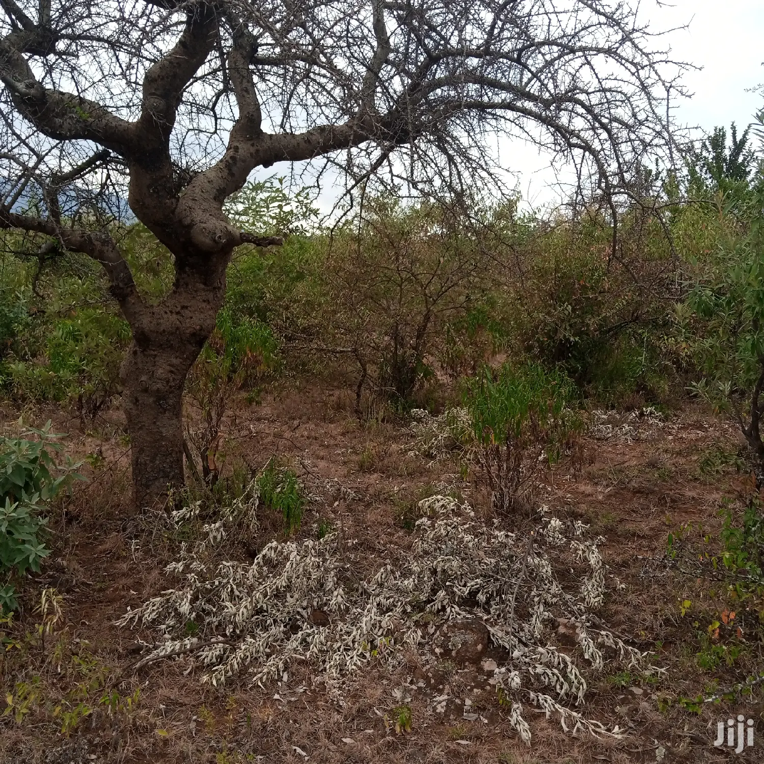 3 Acres Oloishobor at 1.8m Per Acre