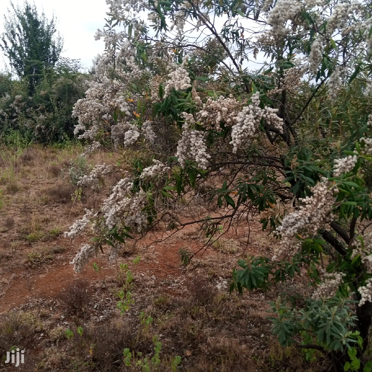 1 Acre Olkudate at 1.8m Per Acre