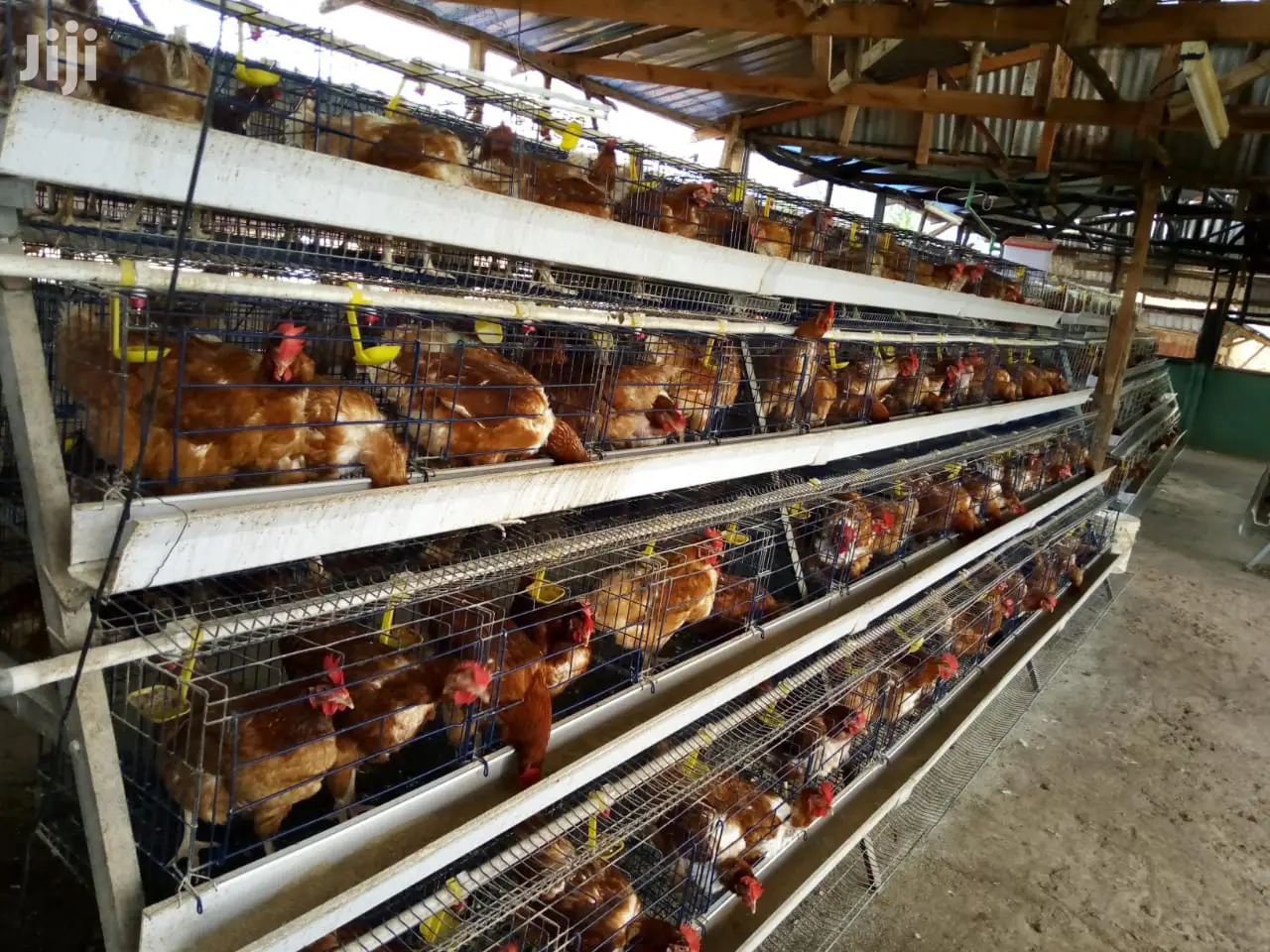 Cold Galvanized Poultry Cages