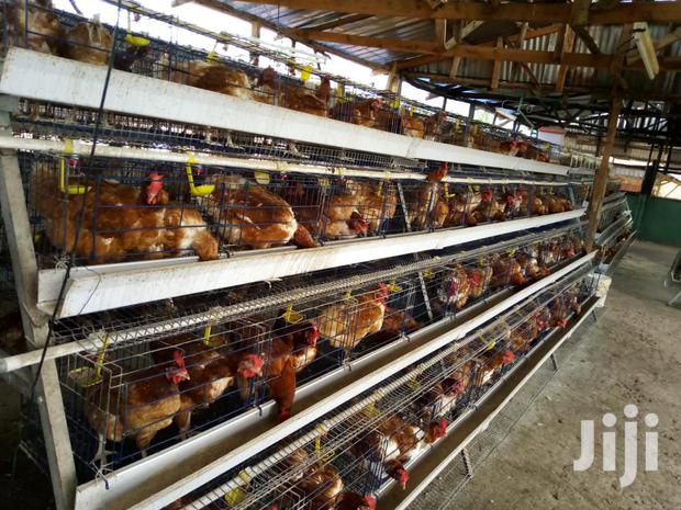 Cold Galvanized Poultry Cages