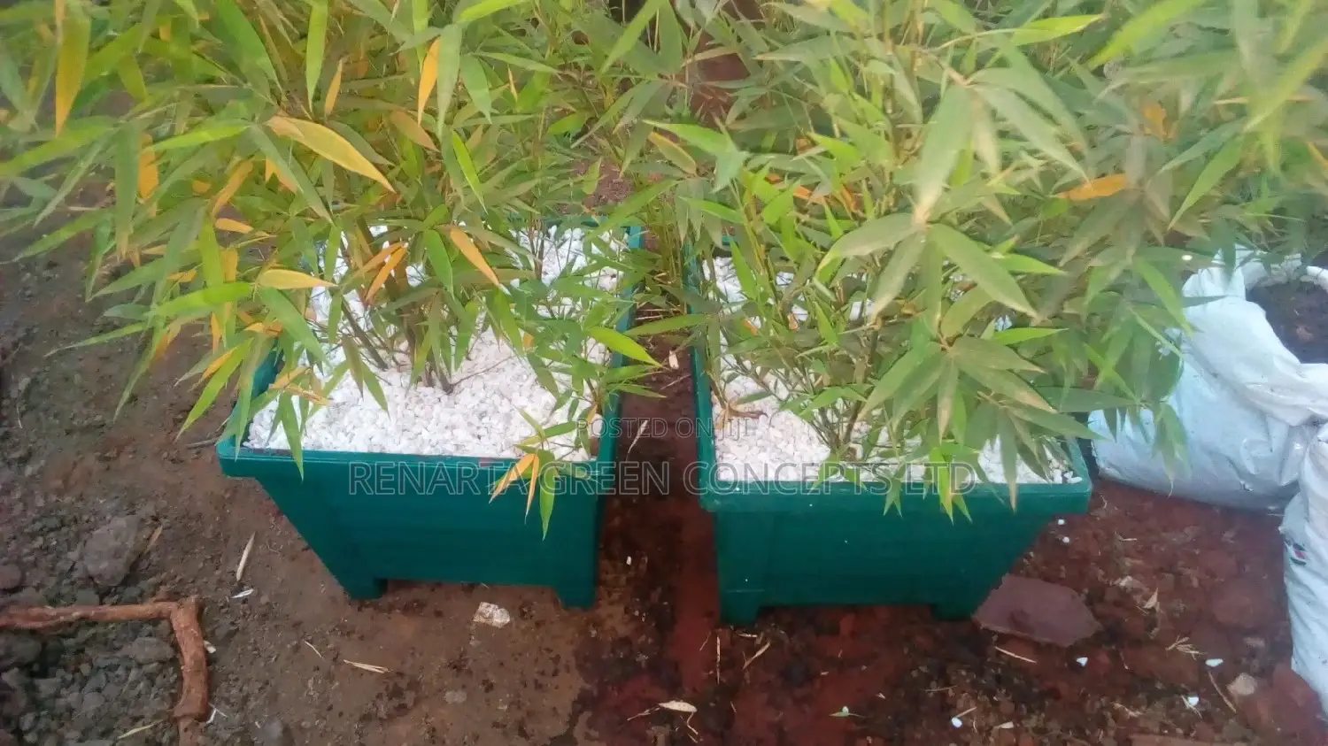 Miniature/ Ornamental Bamboo Whole Sale Price