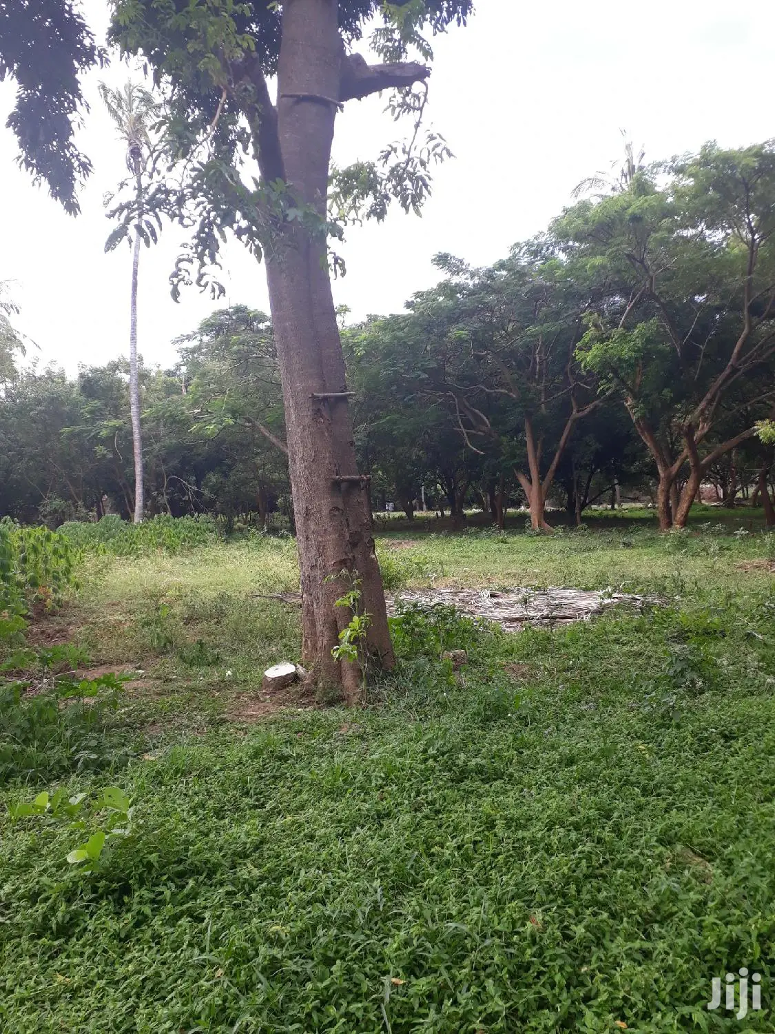 For Sale Several Quater Acre 2nd Raw Beach Plots Mtwapa.