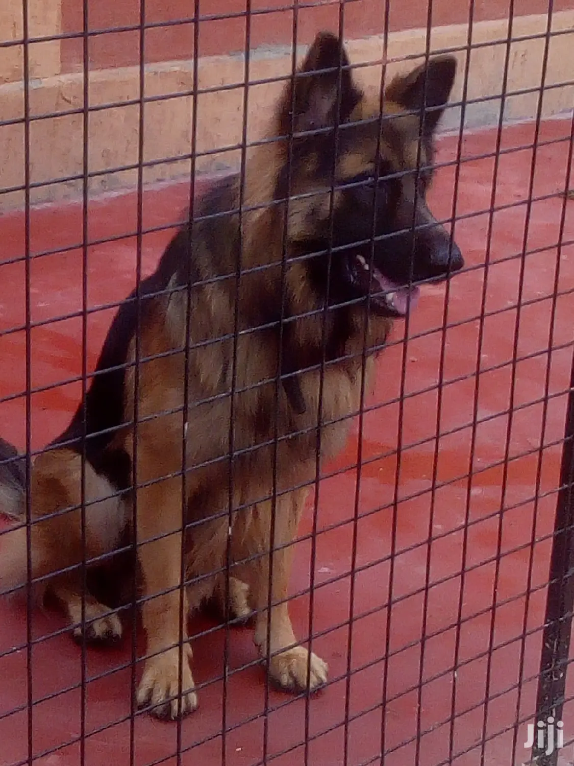 Kayen Dog Trainer