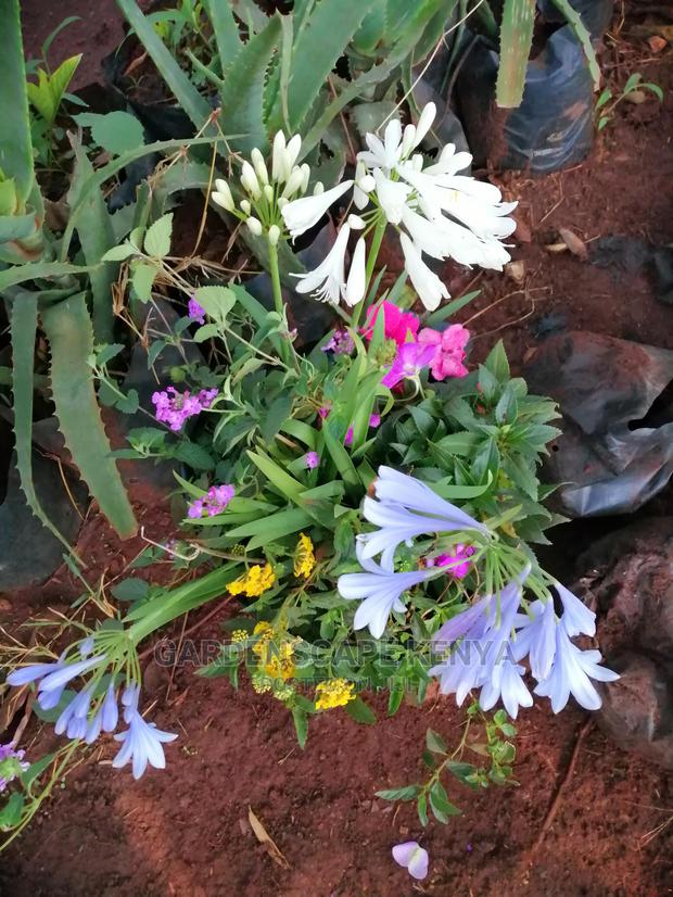 Plants/Trees/Hedges/Flowers - thumbnail 3